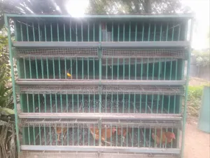 Chicken Cage for Sale
​Capacity: