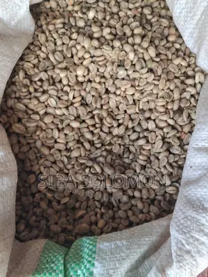 Raw Coffee Bean Unroasted Mizan Tepi
