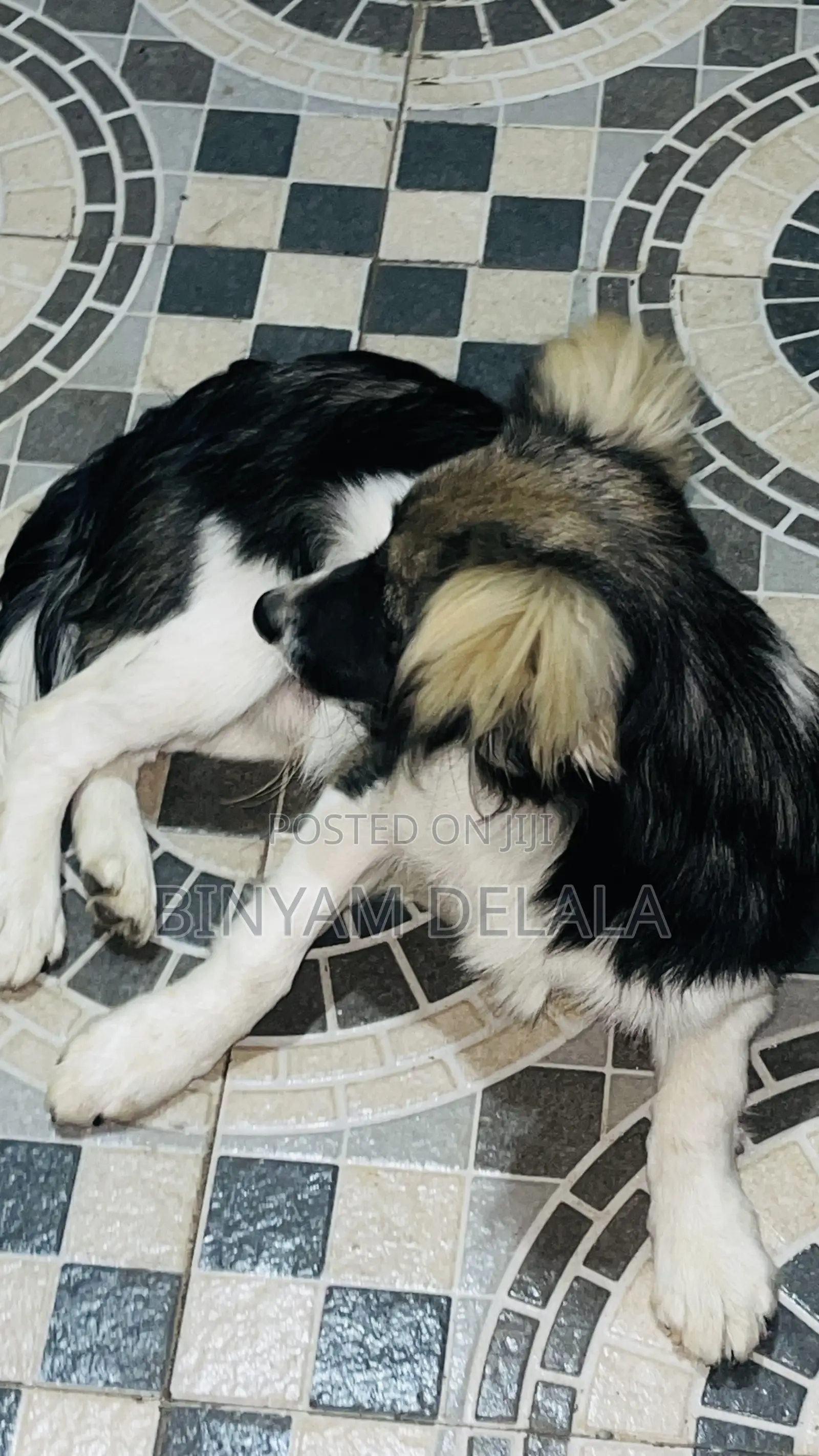 3-6 months Male Mixed Breed Maltese