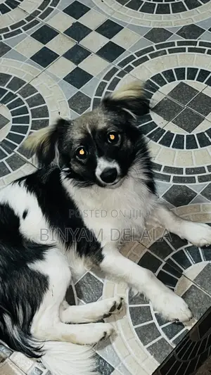 3-6 months Male Mixed Breed Maltese