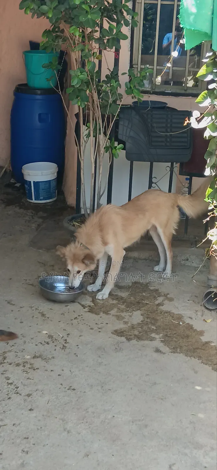 1+ year Male Mixed Breed Golden Retriever