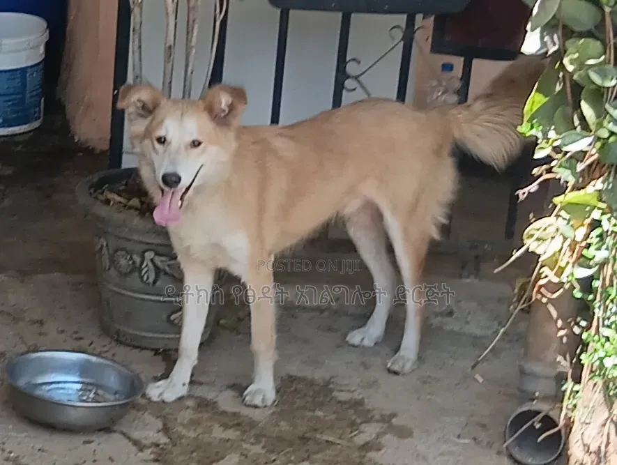1+ year Male Mixed Breed Golden Retriever