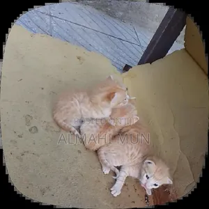 0-1 month Male Purebred Abyssinian