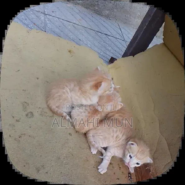 0-1 month Male Purebred Abyssinian