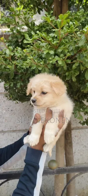 1-3 months Male Purebred Maltese Shih Tzu