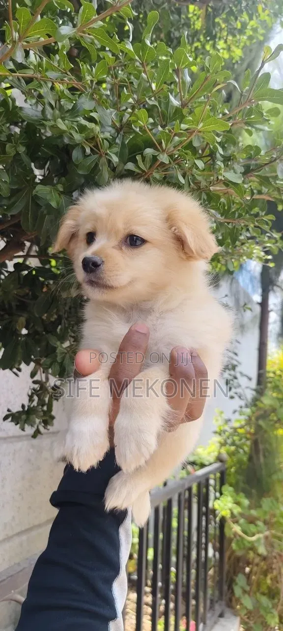 1-3 months Male Purebred Maltese Shih Tzu