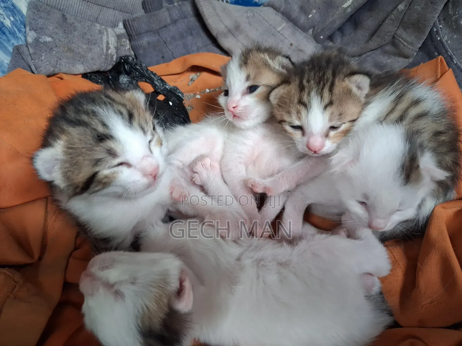 0-1 month Female Purebred Abyssinian
