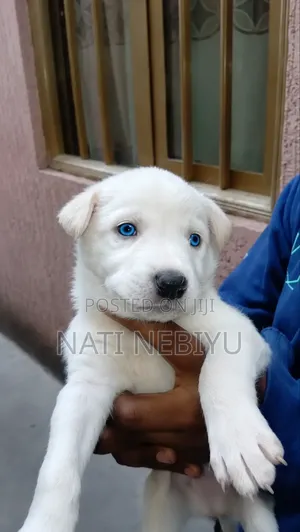 1-3 months Male Purebred Siberian Husky