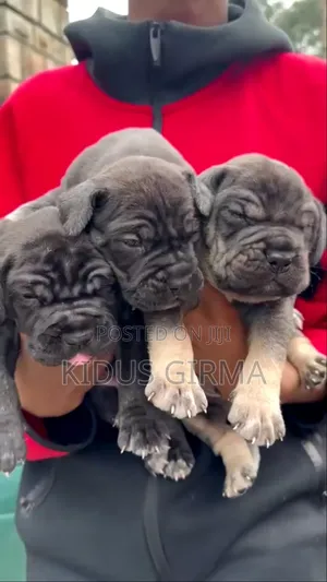 0-1 month Female Purebred Boerboel