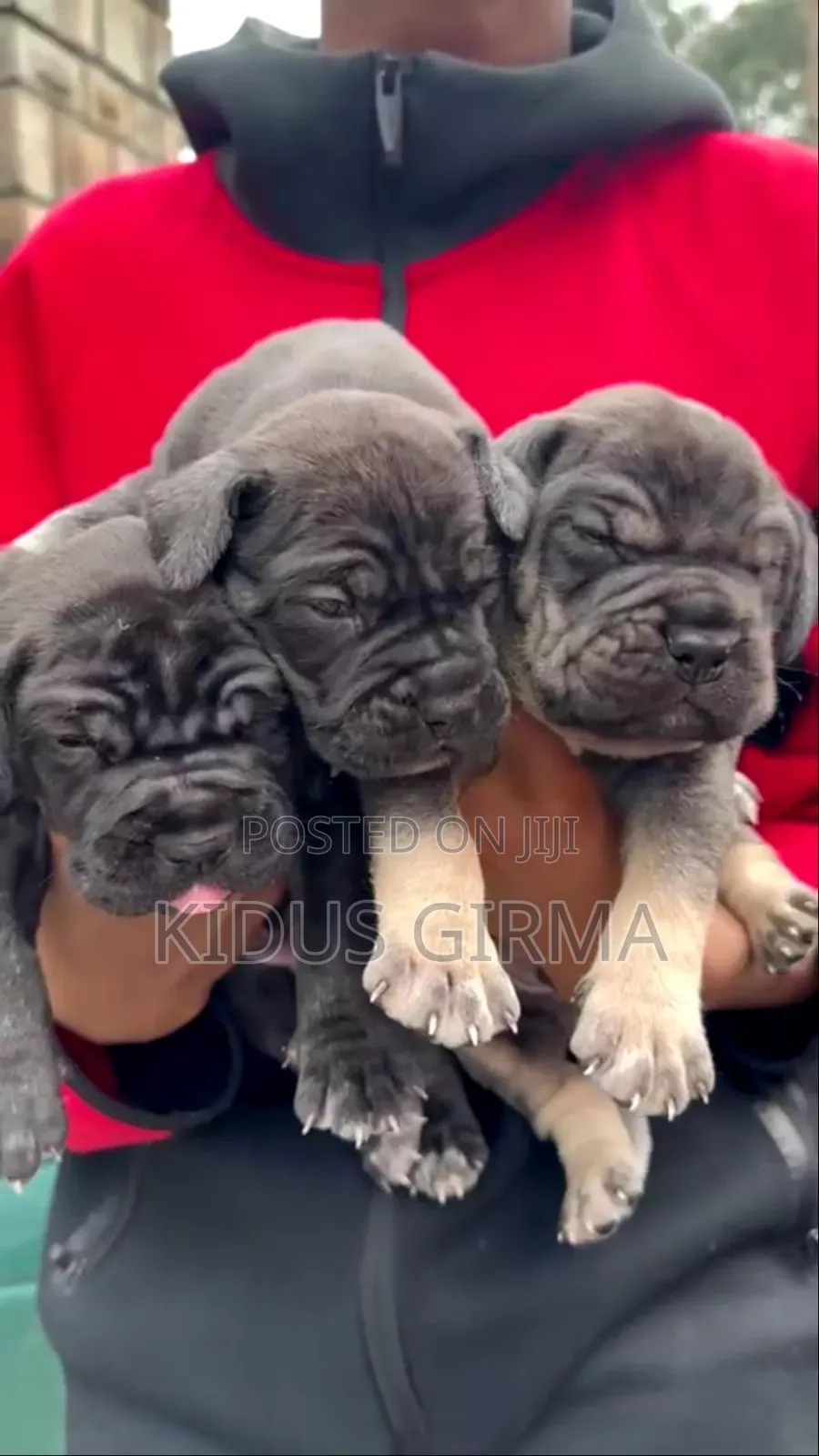 0-1 month Female Purebred Boerboel
