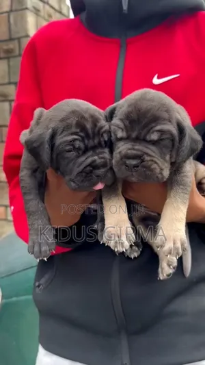 0-1 month Female Purebred Boerboel