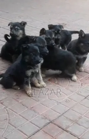 1-3 months Male Purebred German Shepherd