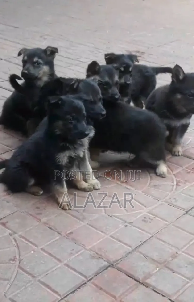 1-3 months Male Purebred German Shepherd