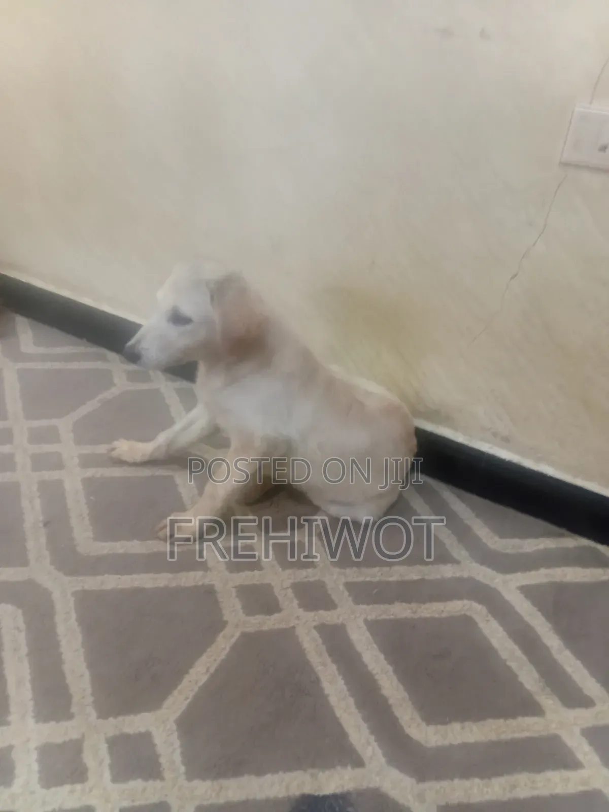1-3 months Male Purebred Golden Retriever