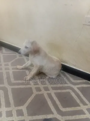 1-3 months Male Purebred Golden Retriever