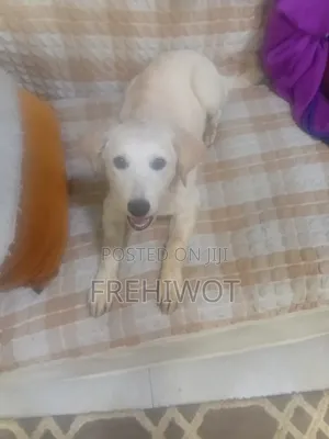1-3 months Male Purebred Golden Retriever