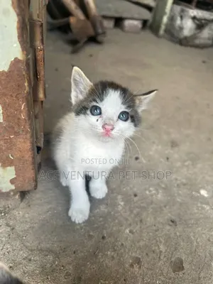 1-3 months Male Purebred American Shorthair
