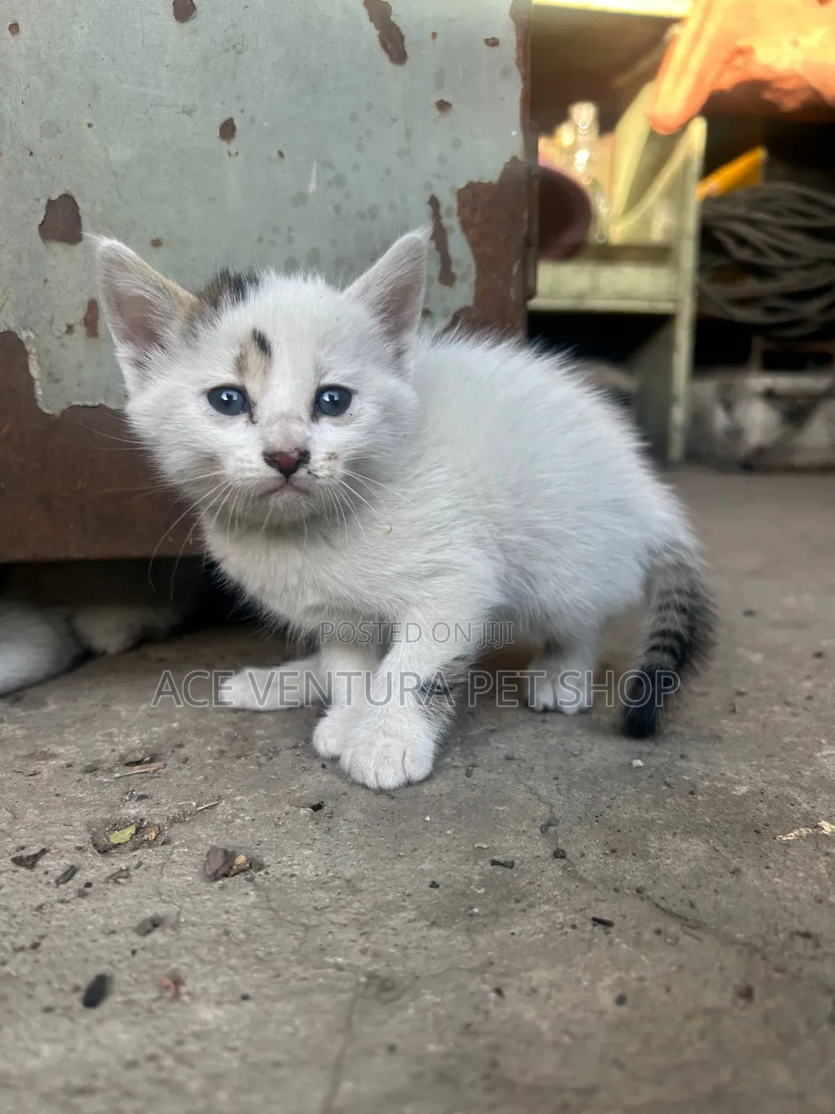 1-3 months Male Purebred American Shorthair
