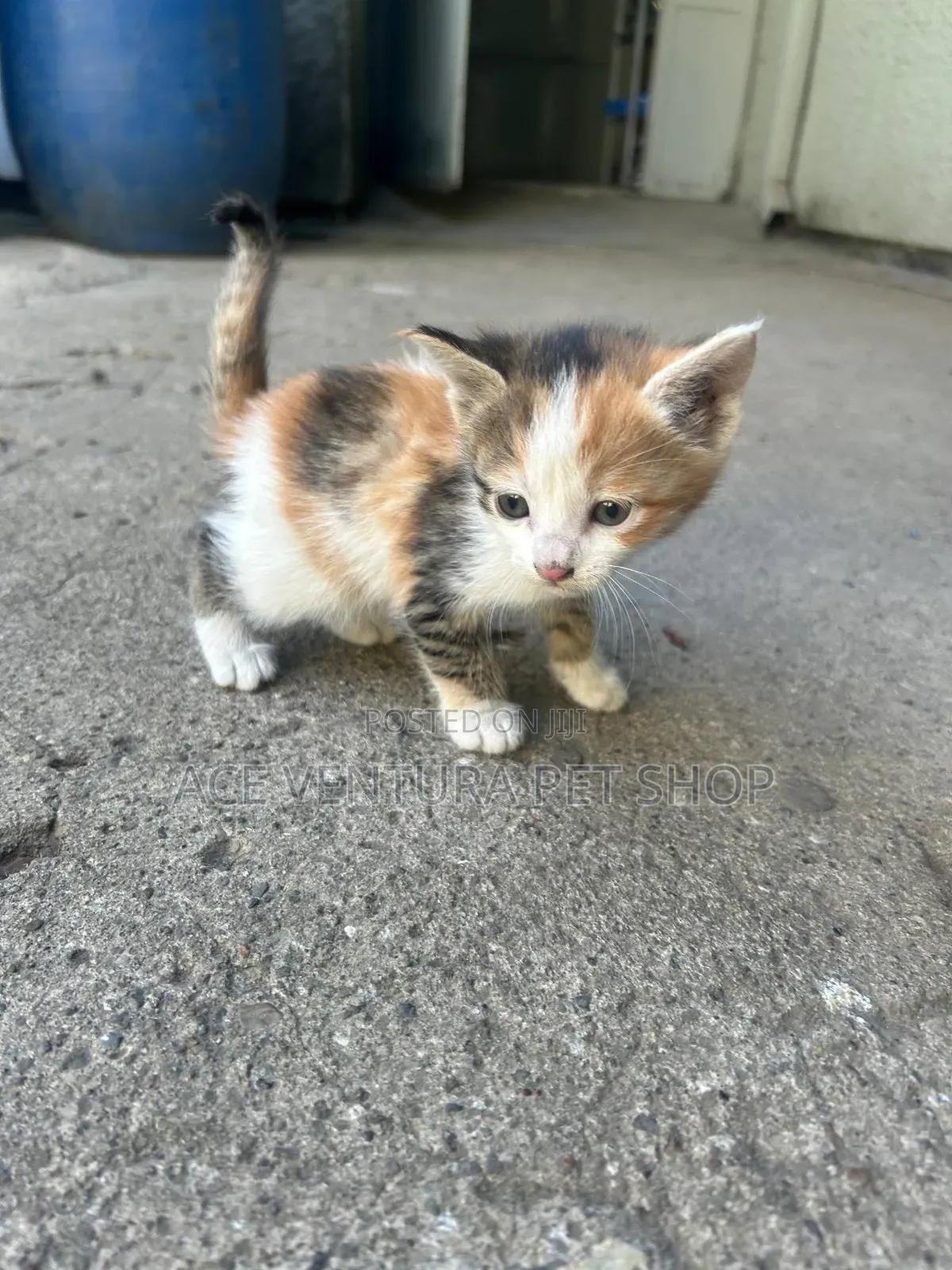 1-3 months Male Purebred American Shorthair