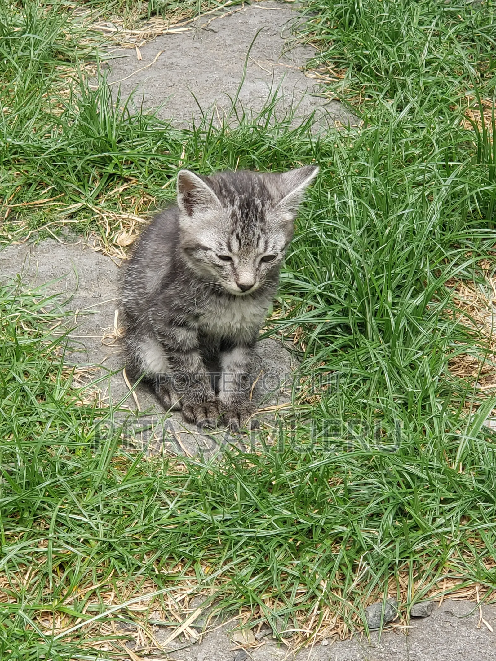 1-3 months Male Purebred Tabby