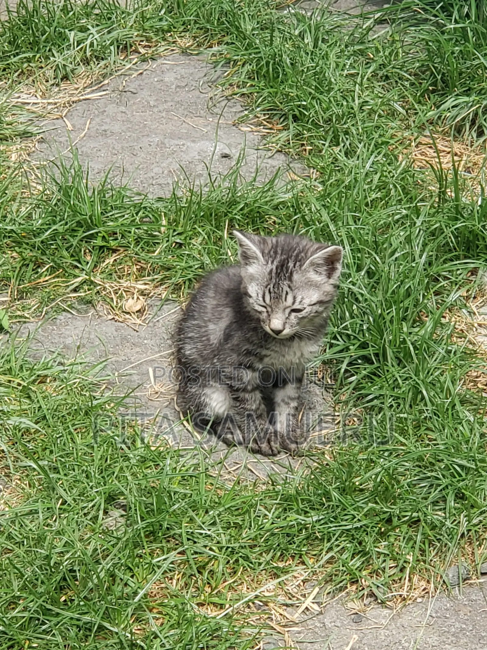 1-3 months Male Purebred Tabby