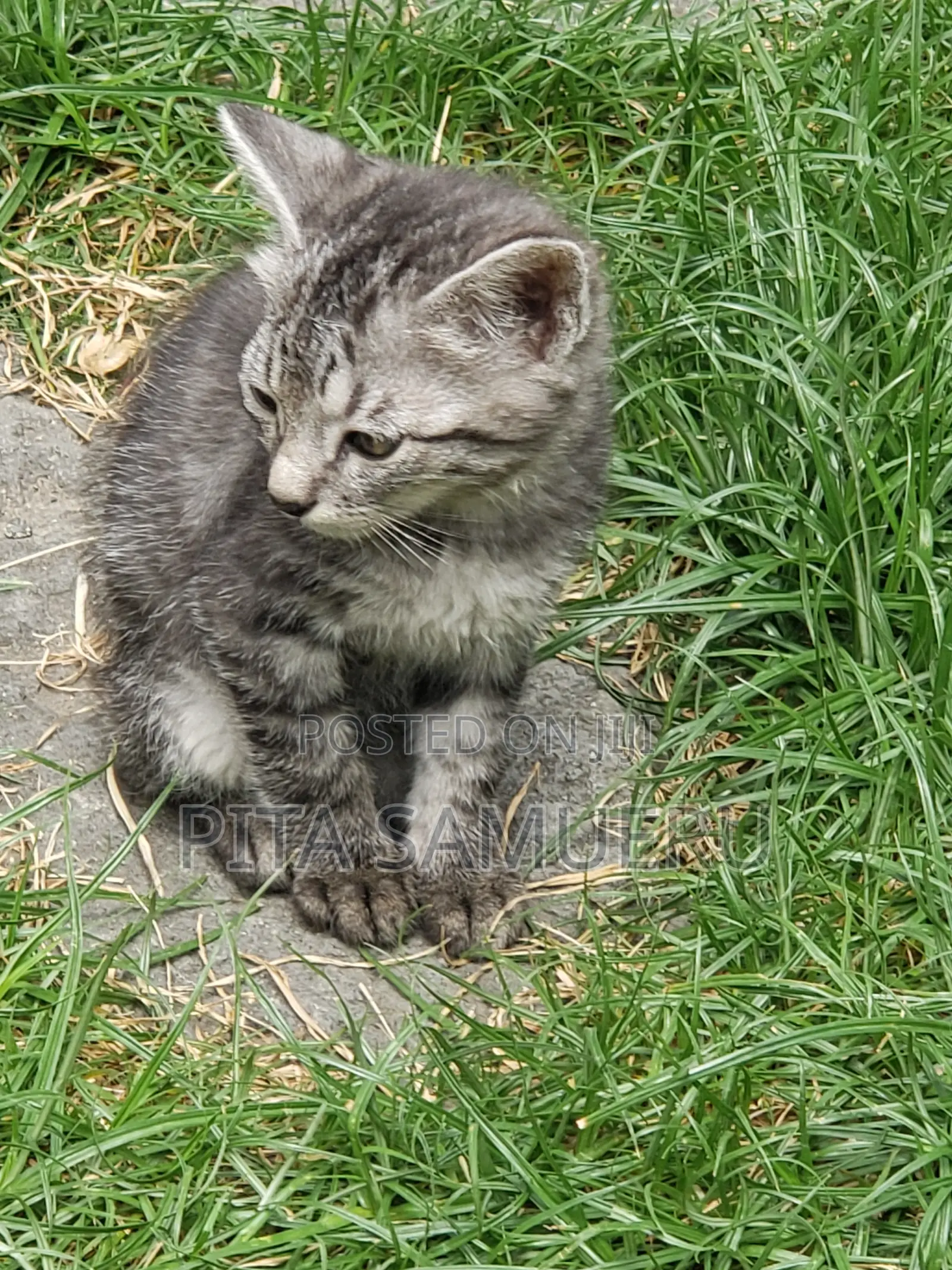 1-3 months Male Purebred Tabby