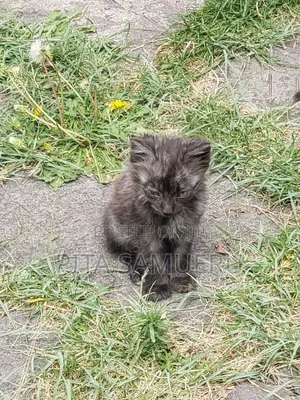 1-3 months Male Purebred Tabby