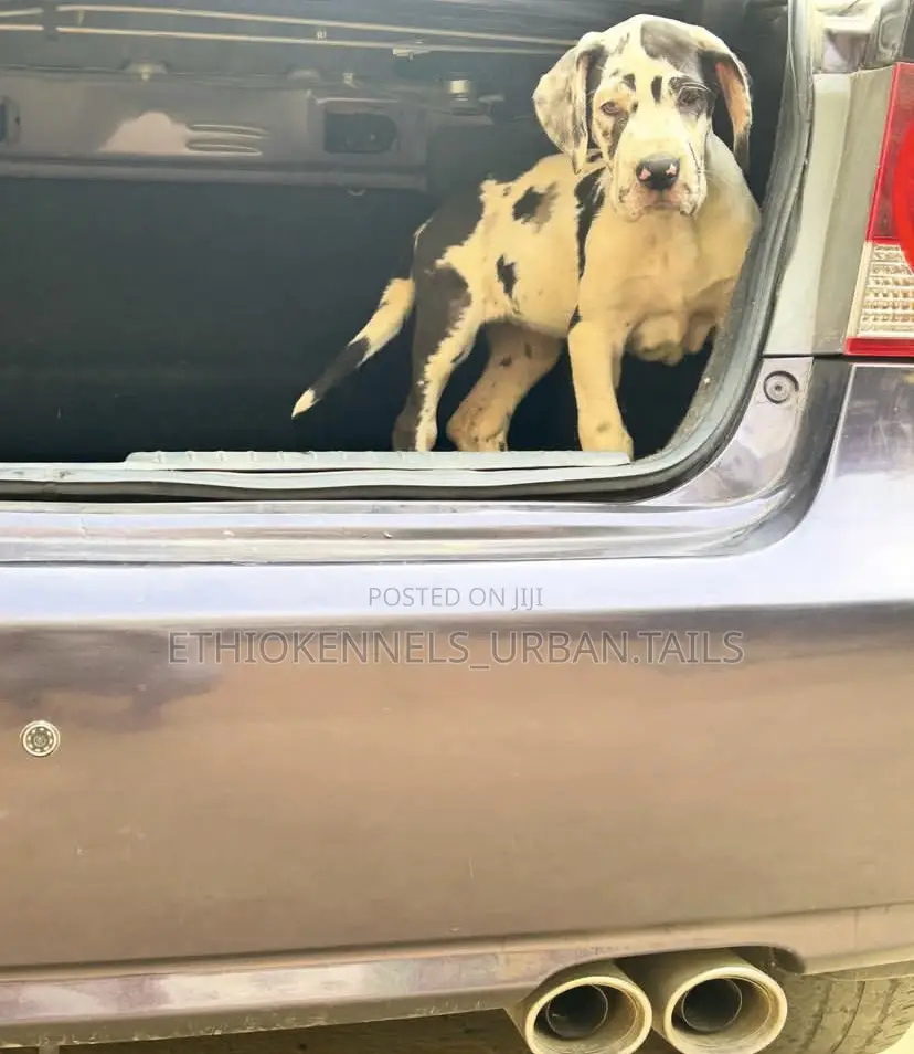 1-3 months Male Purebred Great Dane
