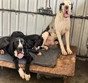 1-3 months Male Purebred Great Dane
