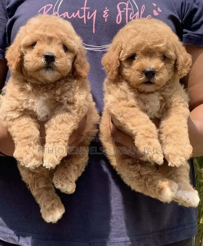 1-3 months Male Purebred Poodle