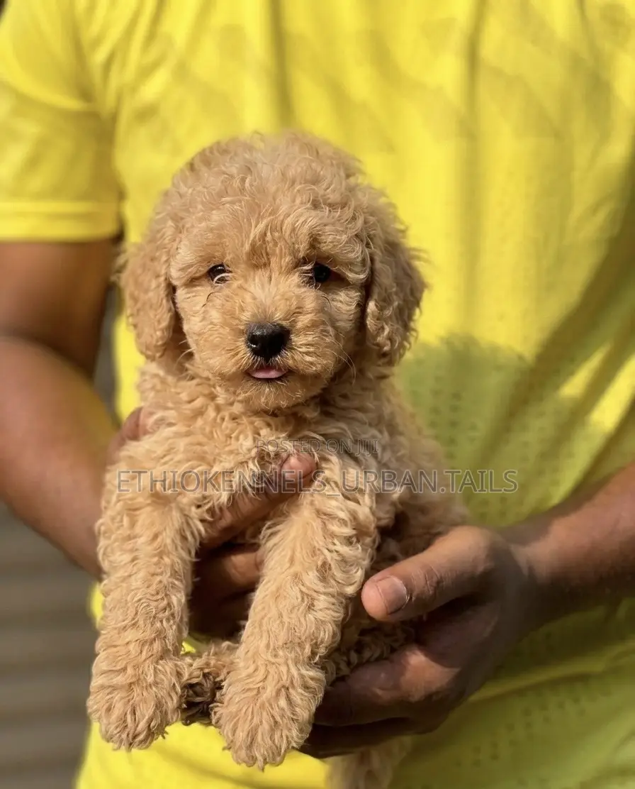 1-3 months Male Purebred Poodle