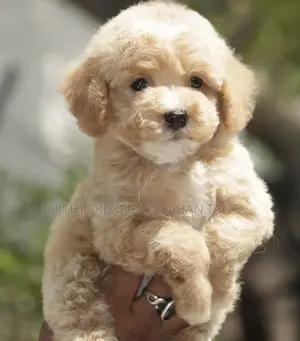 1-3 months Male Purebred Poodle