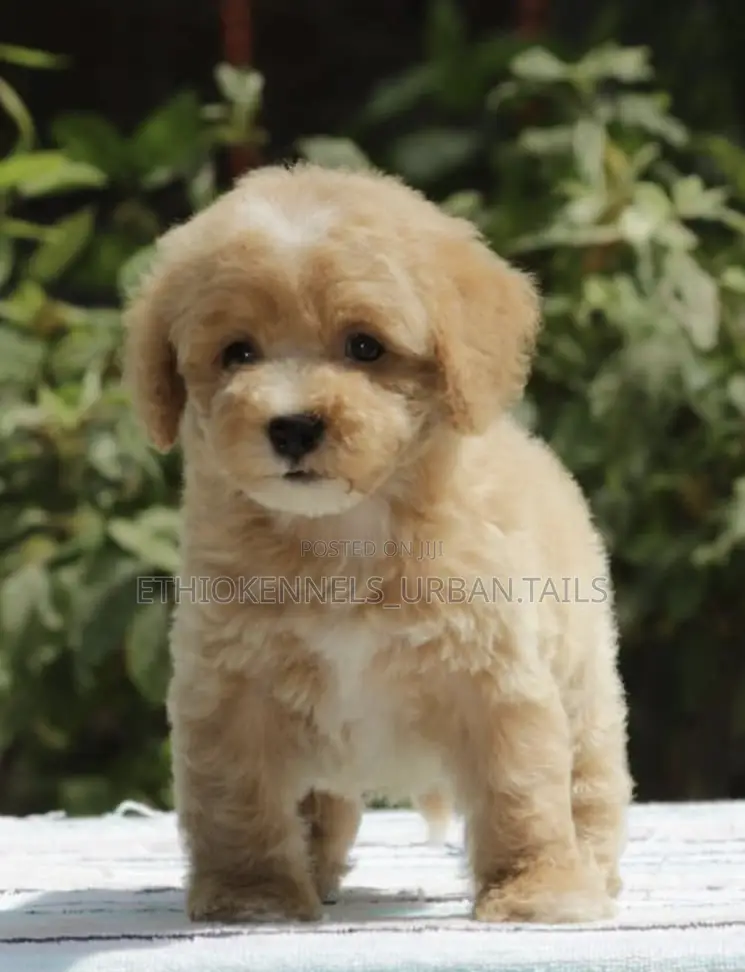 1-3 months Male Purebred Poodle