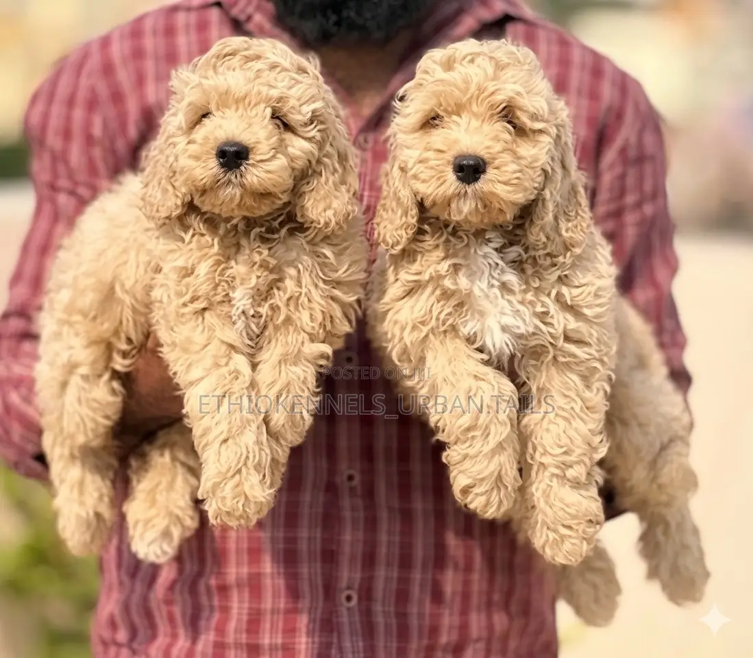 1-3 months Male Purebred Poodle