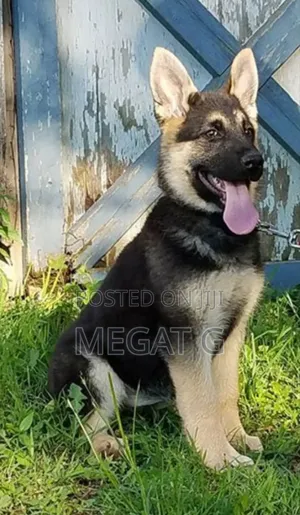 1-3 months Male Purebred German Shepherd
