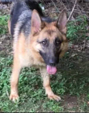 1-3 months Male Purebred German Shepherd