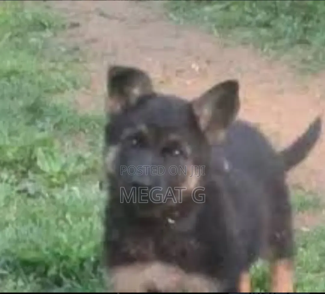 1-3 months Male Purebred German Shepherd