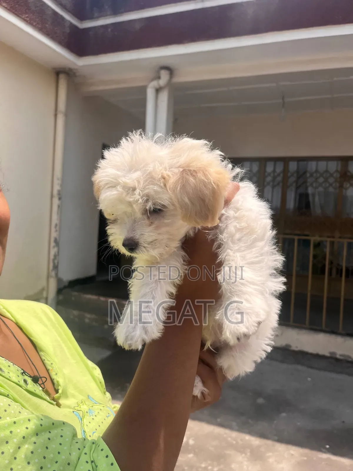 1-3 months Male Purebred Maltipoo