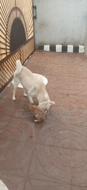 1-3 months Female Mixed Breed German Shepherd