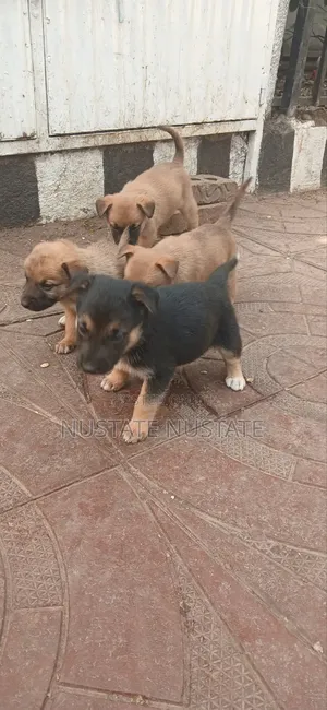 1-3 months Female Mixed Breed German Shepherd