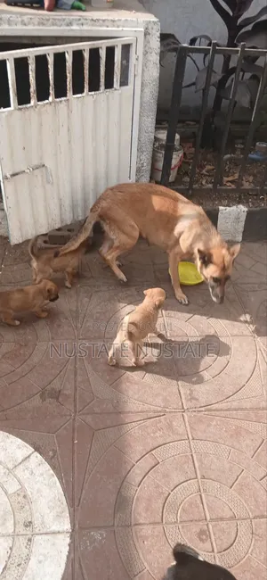 1-3 months Female Mixed Breed German Shepherd