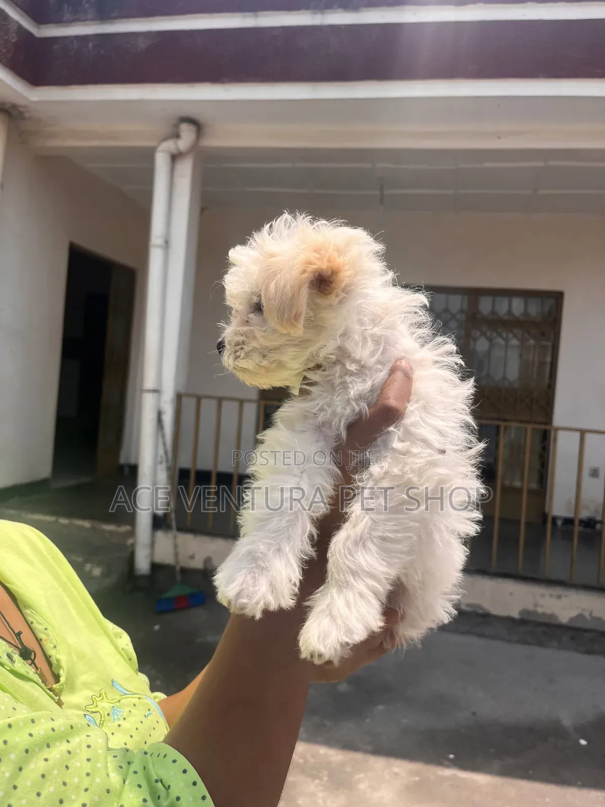 1-3 months Male Purebred Maltipoo