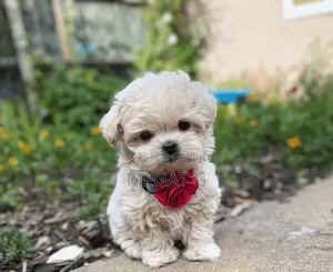 1-3 months Male Purebred Maltipoo