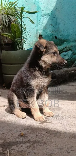 1-3 months Male Purebred German Shepherd