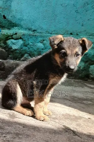1-3 months Male Purebred German Shepherd