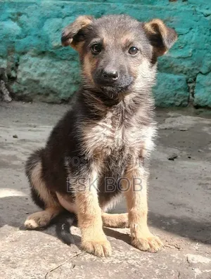 1-3 months Male Purebred German Shepherd