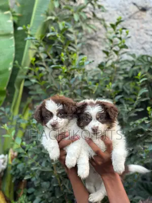 1-3 months Male Purebred Maltese
