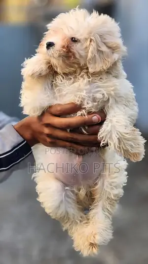 1-3 months Male Purebred Maltese