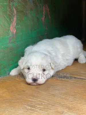 1-3 months Male Purebred Maltese