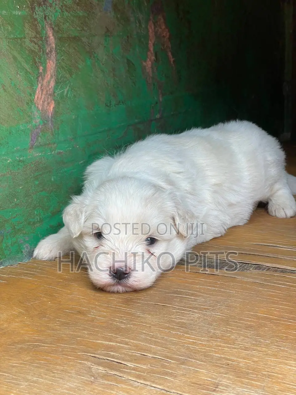 1-3 months Male Purebred Maltese